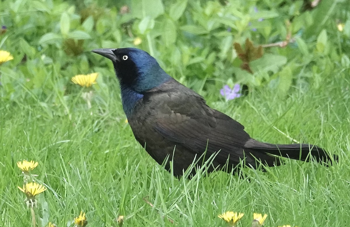 Common Grackle - Peter Williams
