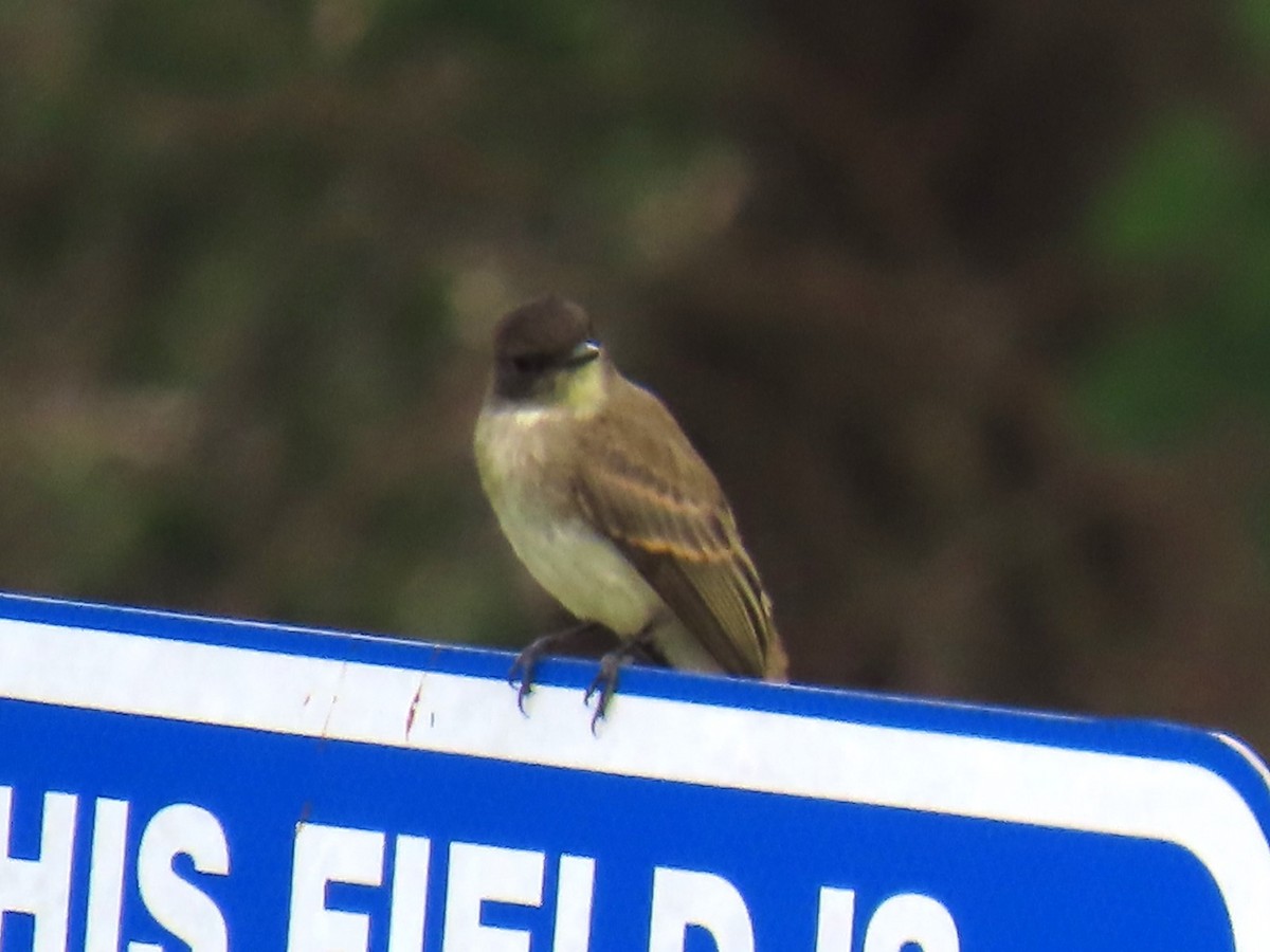 Eastern Phoebe - Alan & Patsy Kuentz