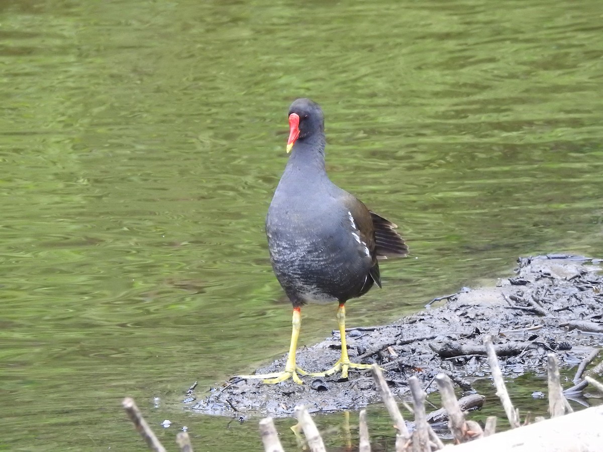 Eurasian Moorhen - Bill Mulhearn