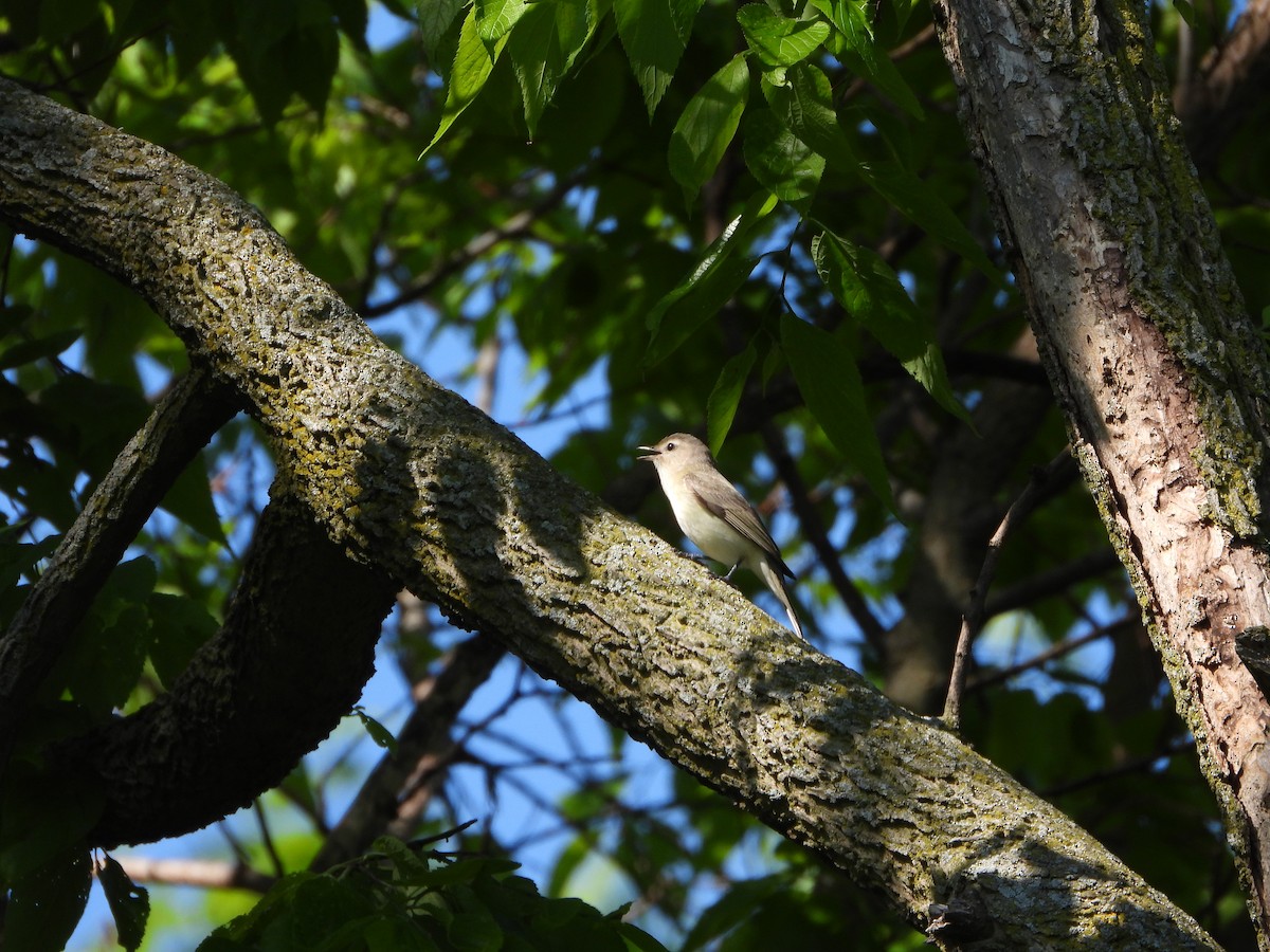 Warbling Vireo - ML619353908