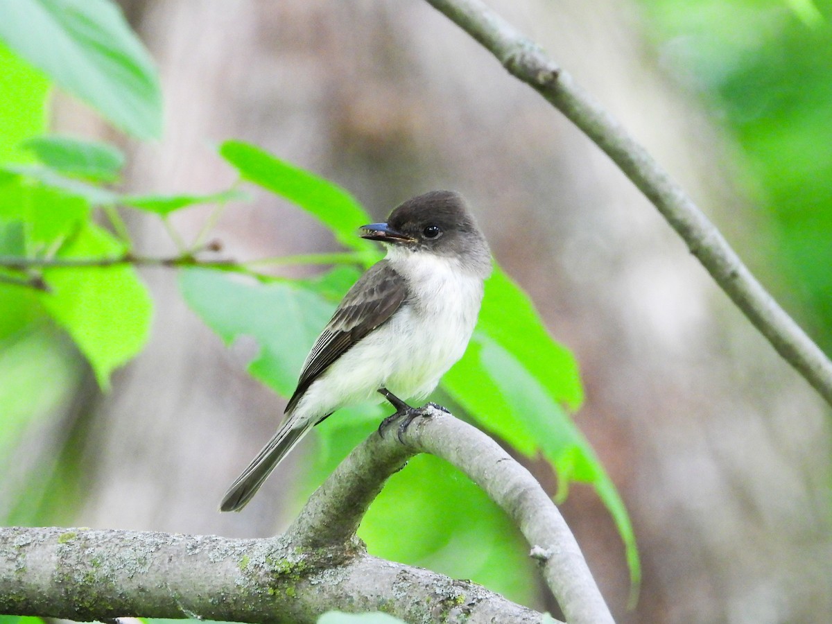 Eastern Phoebe - Haley Gottardo