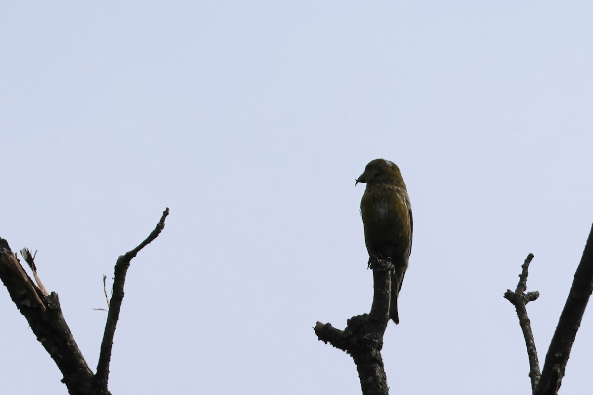 Red Crossbill - Larry Therrien
