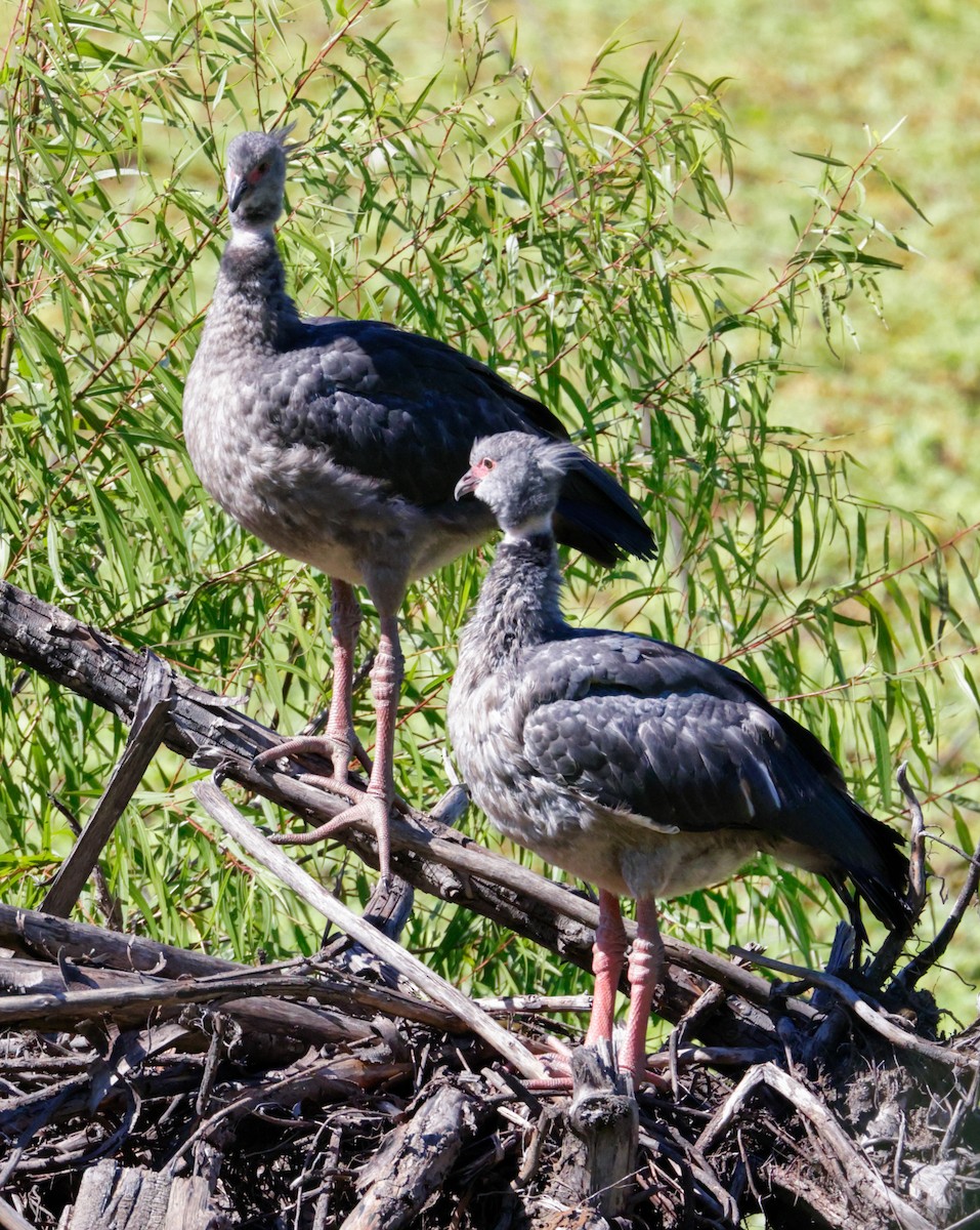 Southern Screamer - Anonymous