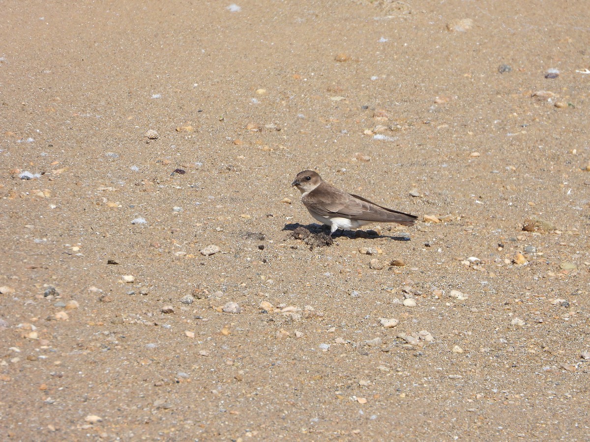 Northern Rough-winged Swallow - Justin Horton