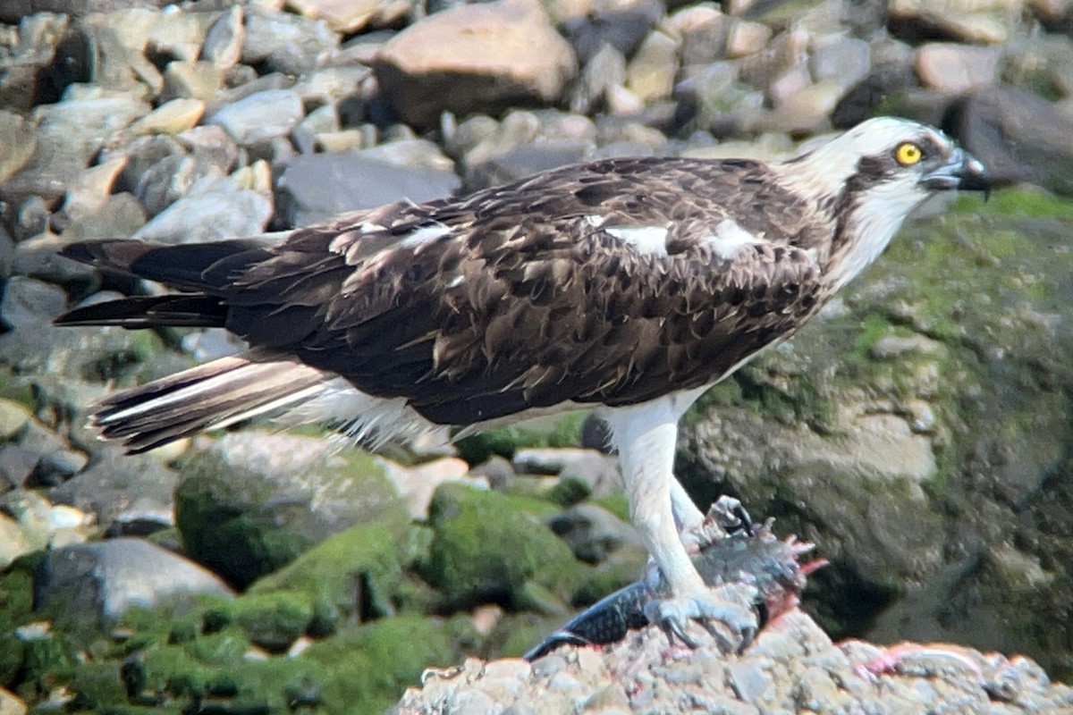 Osprey - Daniel López-Velasco | Ornis Birding Expeditions