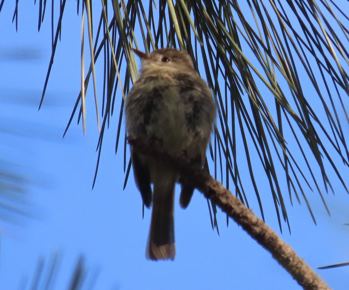 Hammond's/Dusky Flycatcher - ML619353959