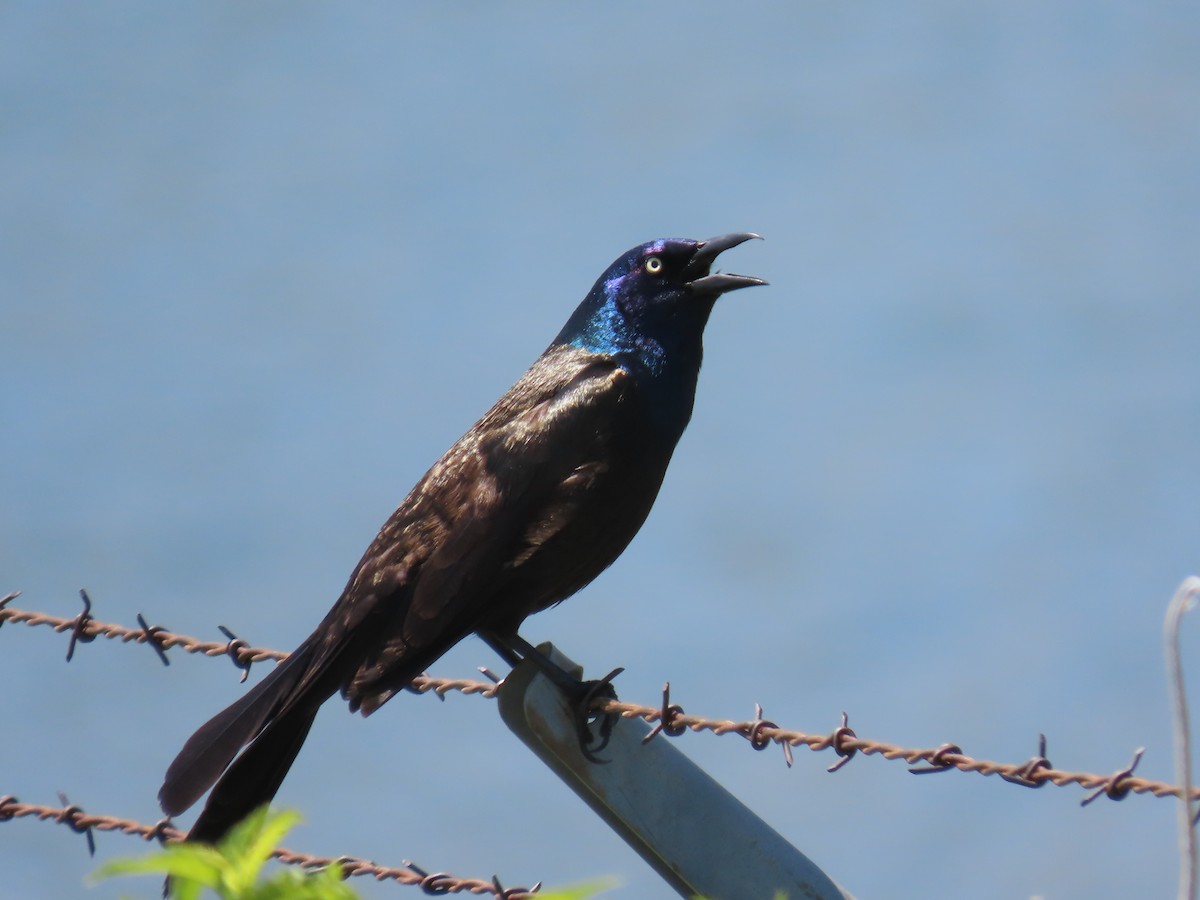 Common Grackle - ML619353967