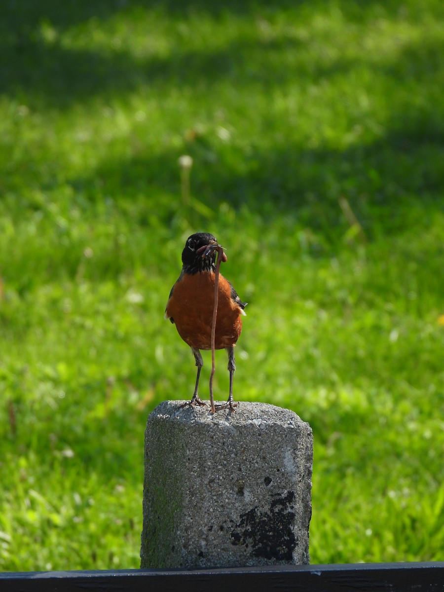 American Robin - Justin Horton