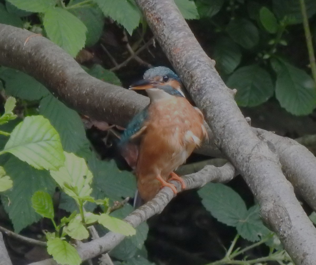 Common Kingfisher - Bill Mulhearn