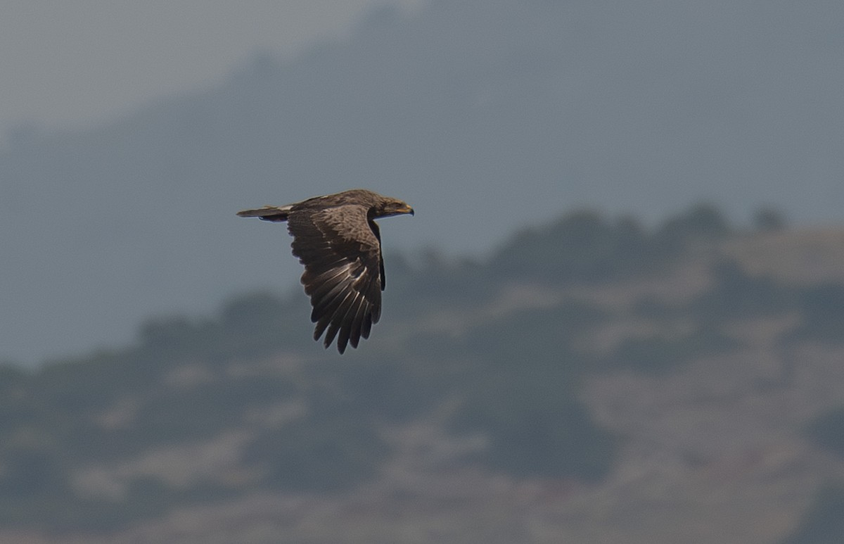 Lesser Spotted Eagle - Giota Bourneli