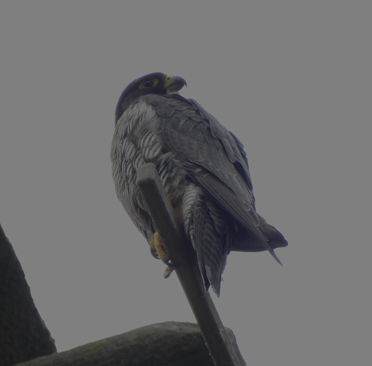 Peregrine Falcon - Bill Mulhearn
