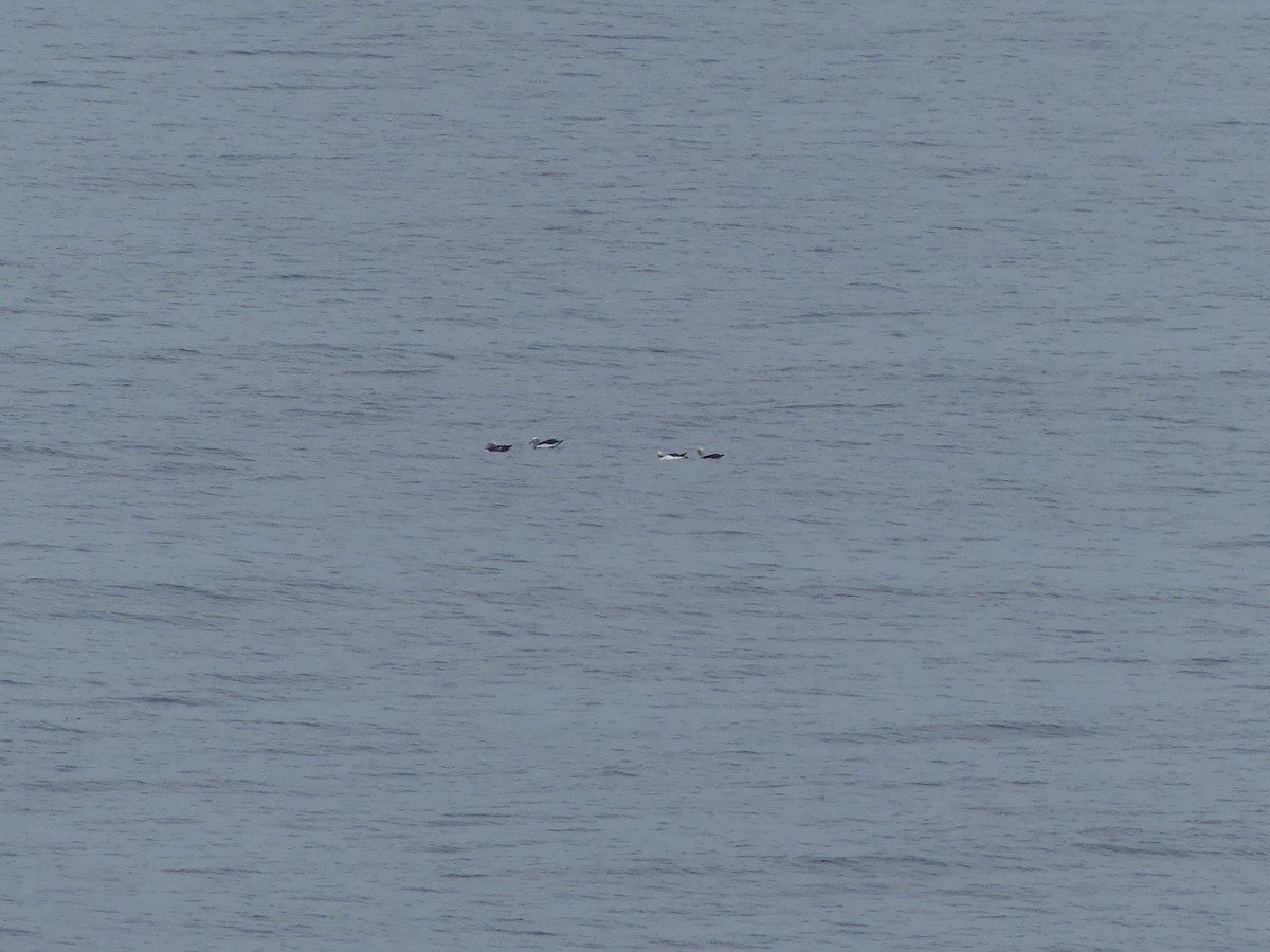 Bulleralbatros - ML619354000