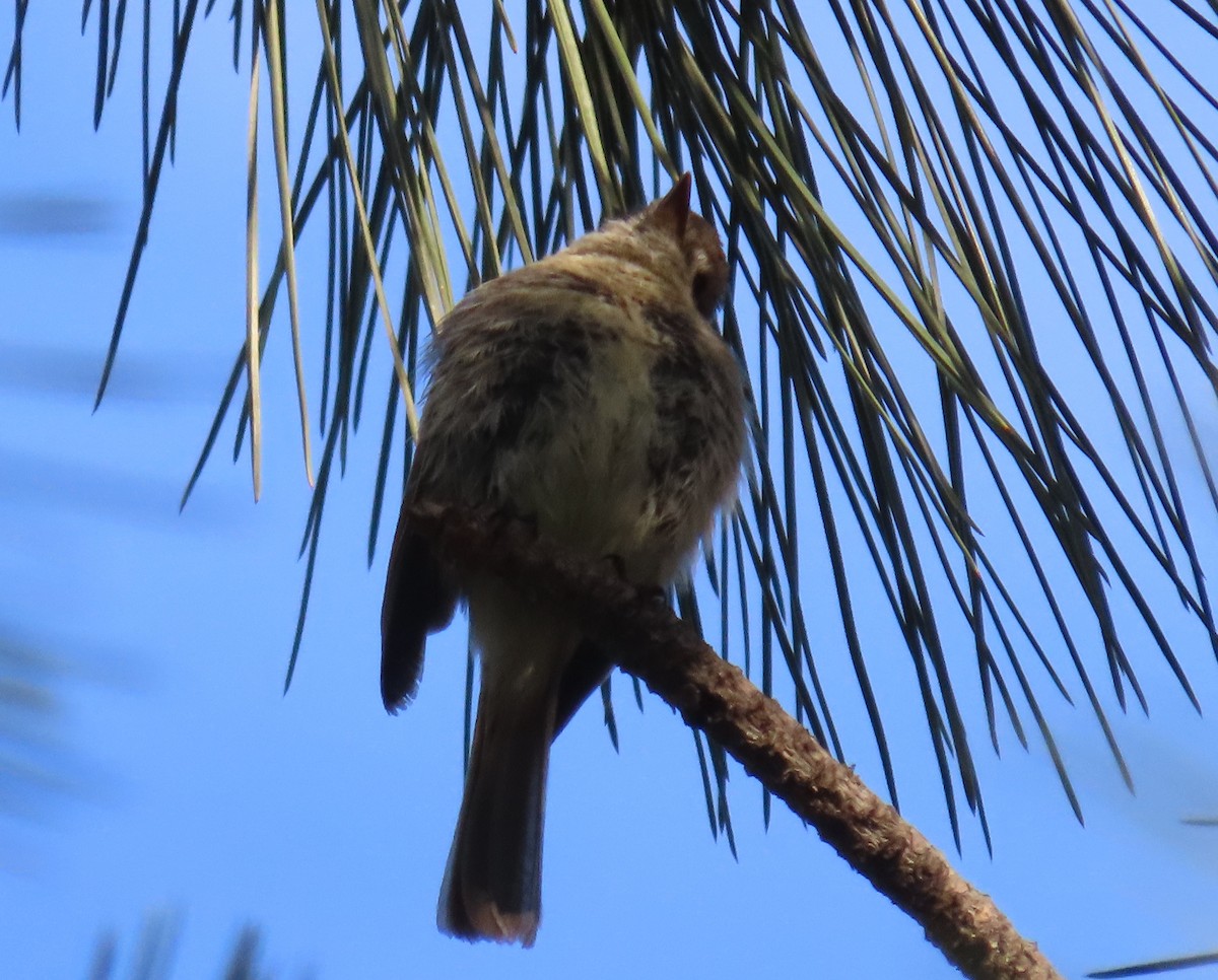 Hammond's/Dusky Flycatcher - ML619354010