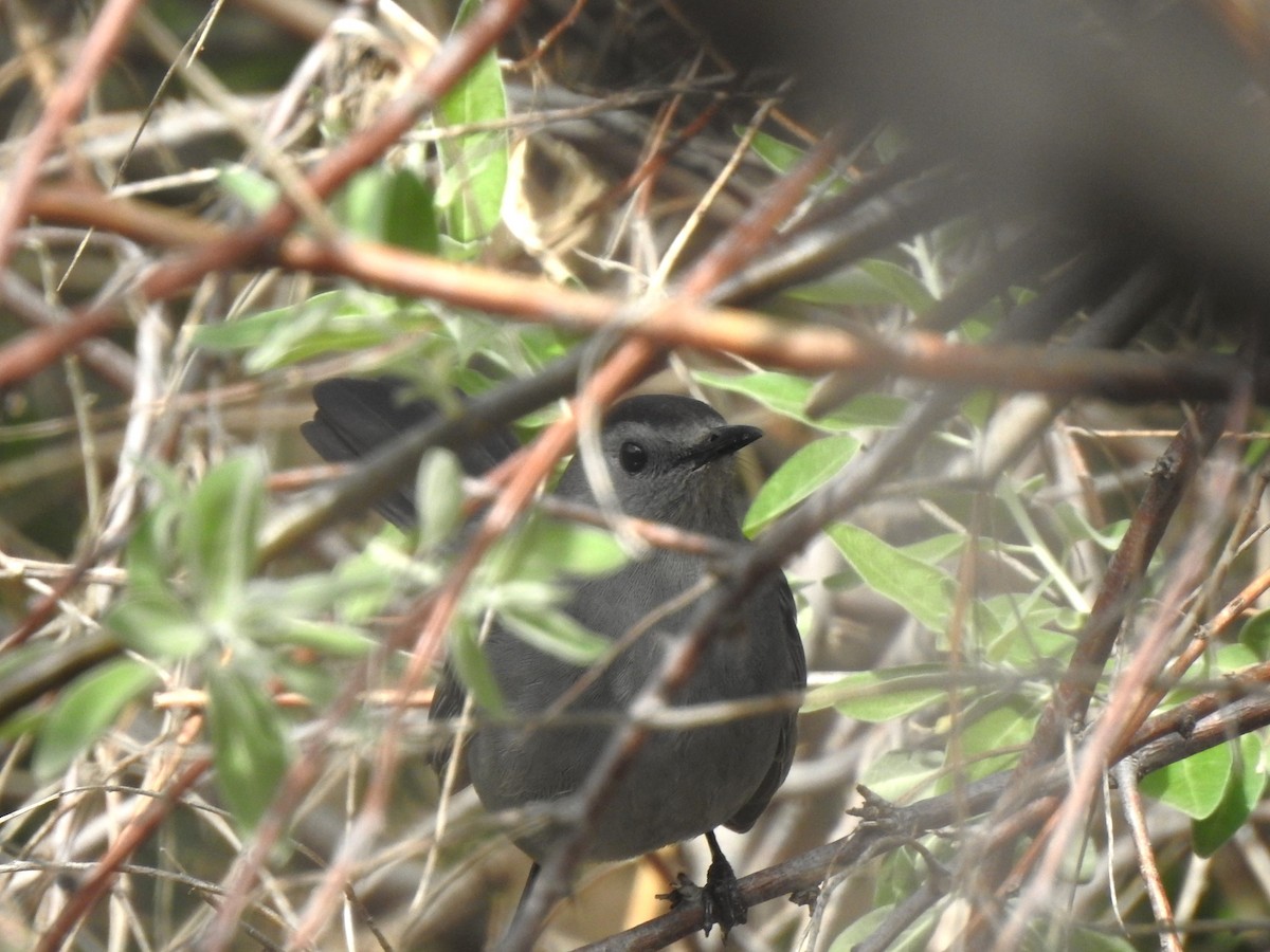 Gray Catbird - T B