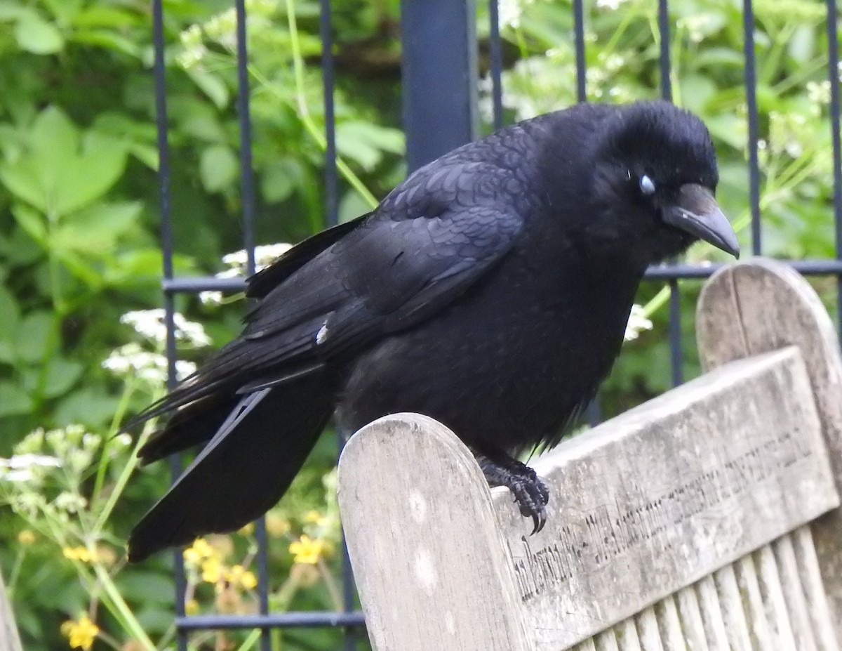 Carrion Crow - Bill Mulhearn