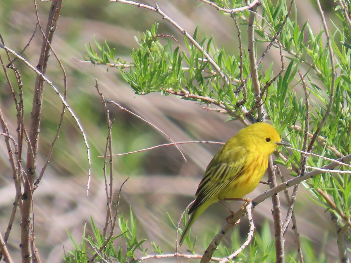 Paruline jaune - ML619354048