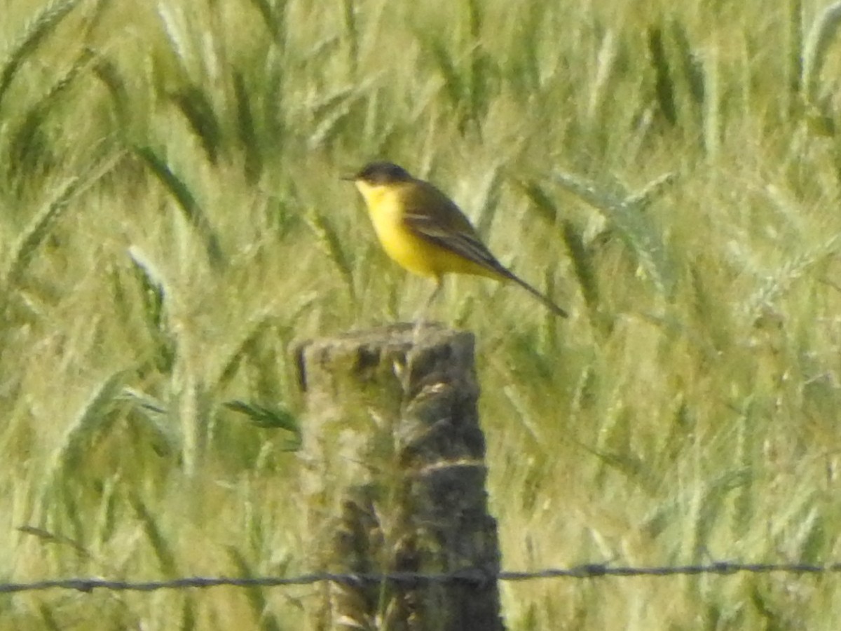 Western Yellow Wagtail (thunbergi) - David Nussbaumer