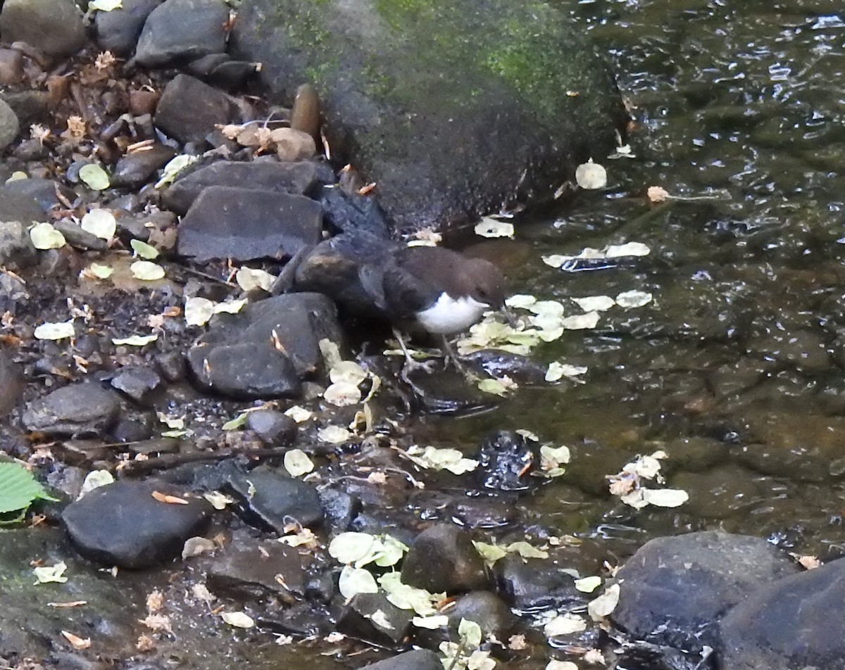 White-throated Dipper - Bill Mulhearn