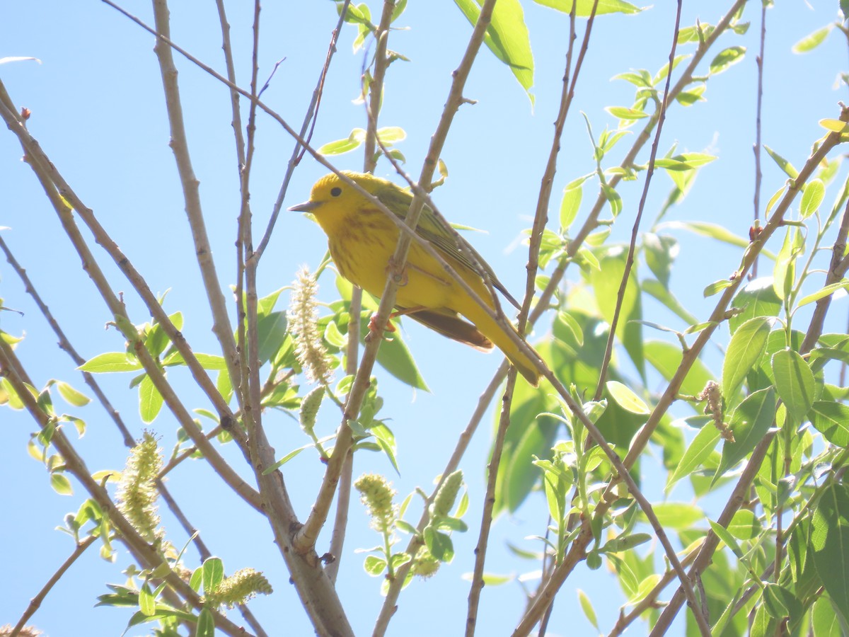 Yellow Warbler - ML619354063