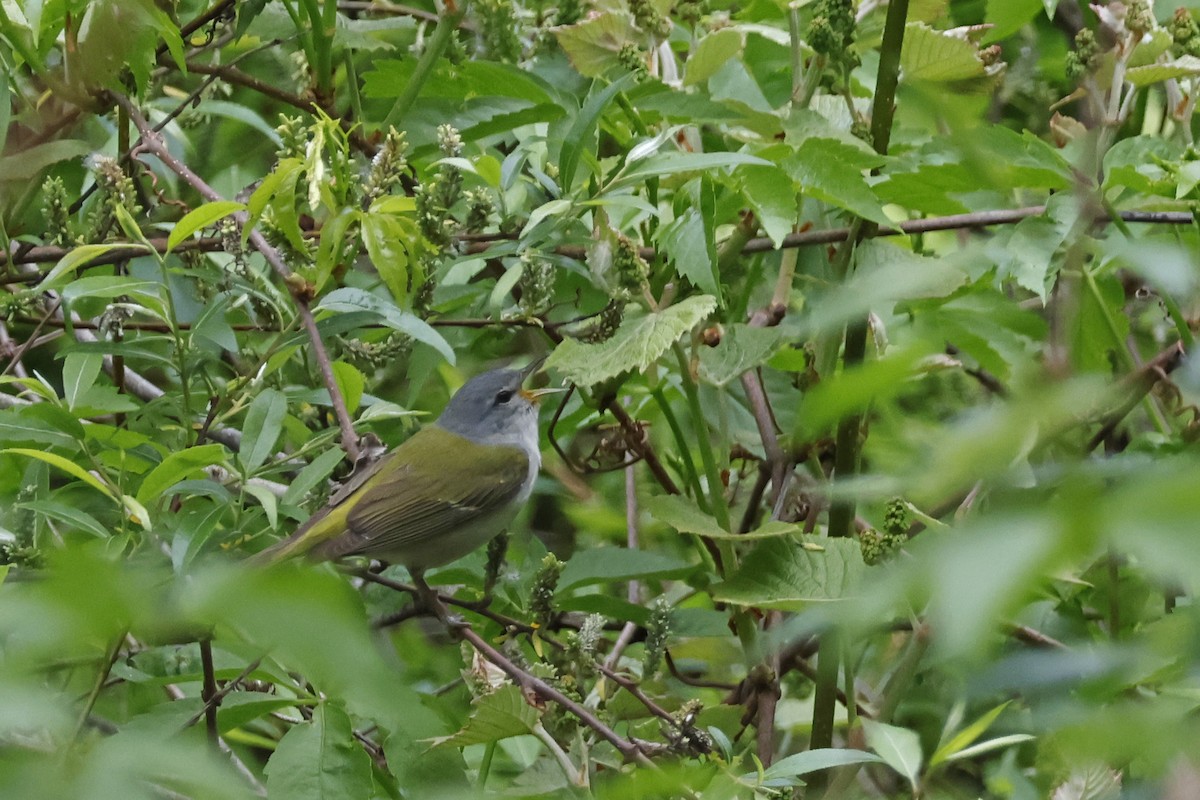 Tennessee Warbler - Larry Therrien