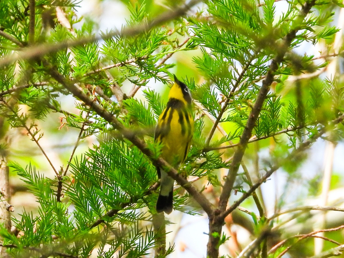 Magnolia Warbler - Haley Gottardo