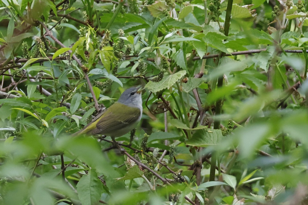 Tennessee Warbler - Larry Therrien