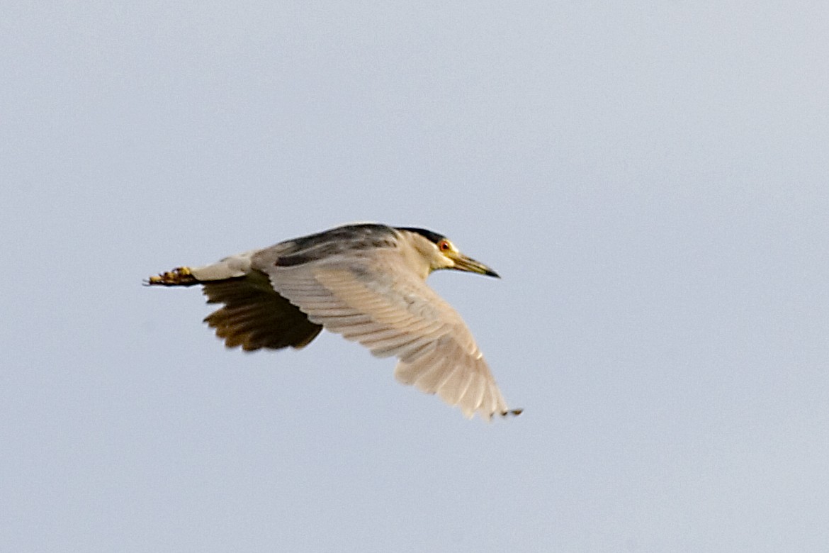 Black-crowned Night Heron - ML619354099