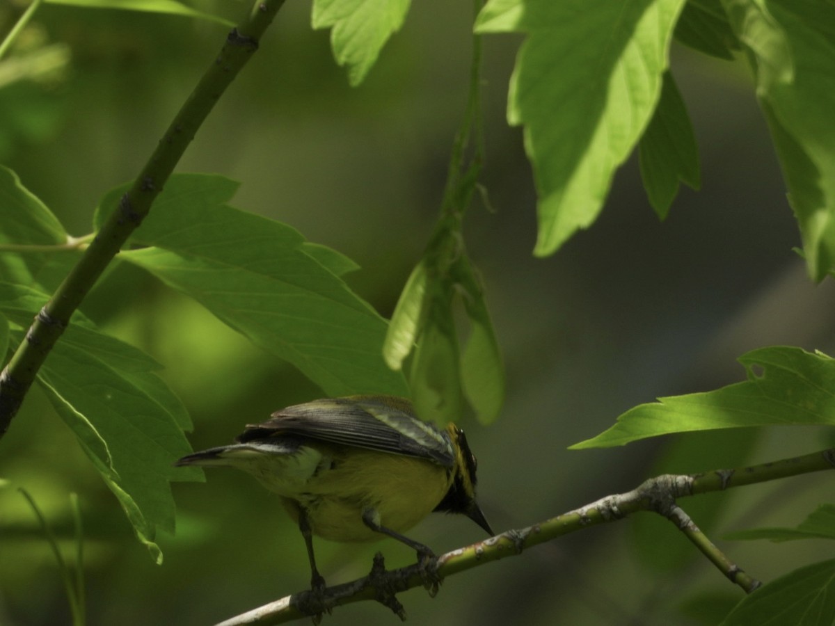 Lawrence's Warbler (hybrid) - Donna Wright
