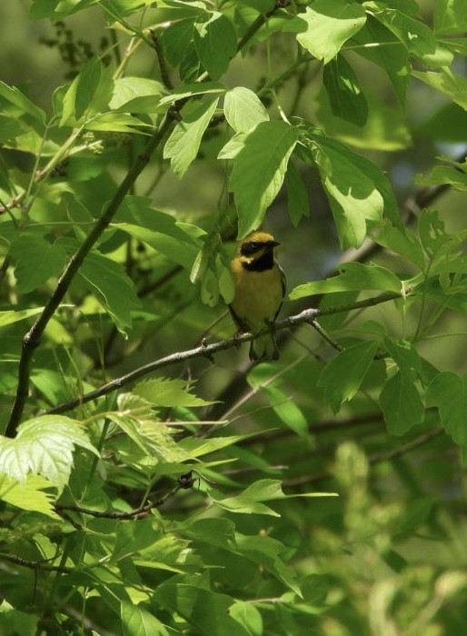 Lawrence's Warbler (hybrid) - Donna Wright