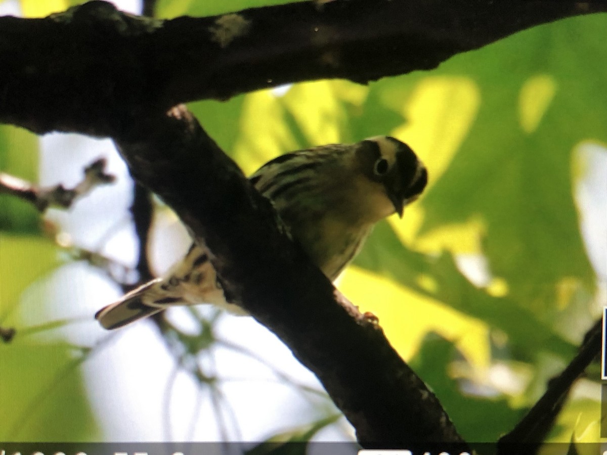 Black-and-white Warbler - Jules S