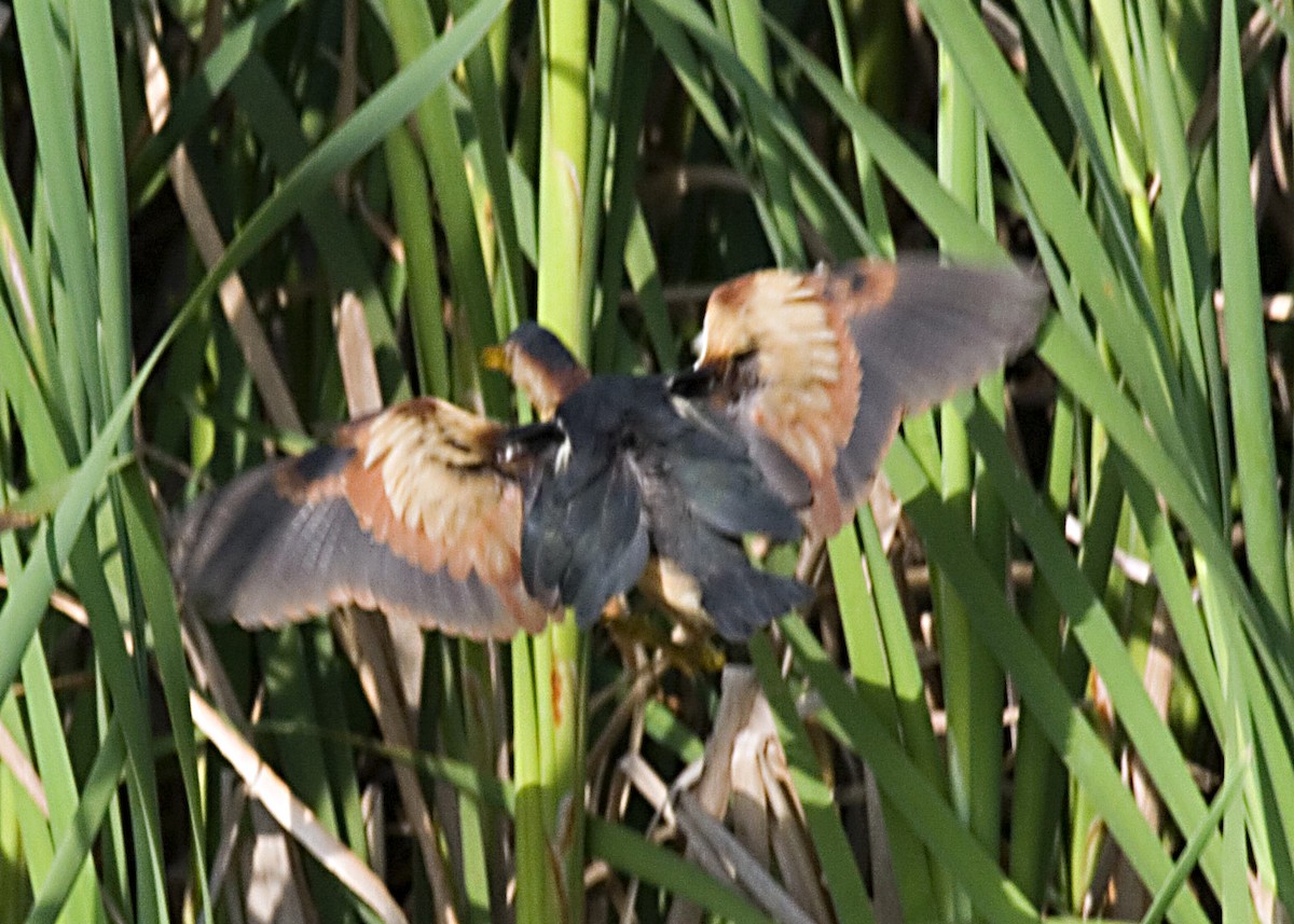 Least Bittern - ML619354147