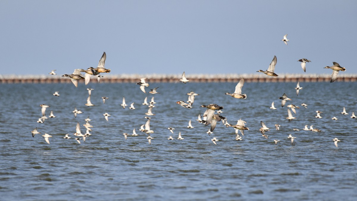 Dunlin - Adam Janczyszyn