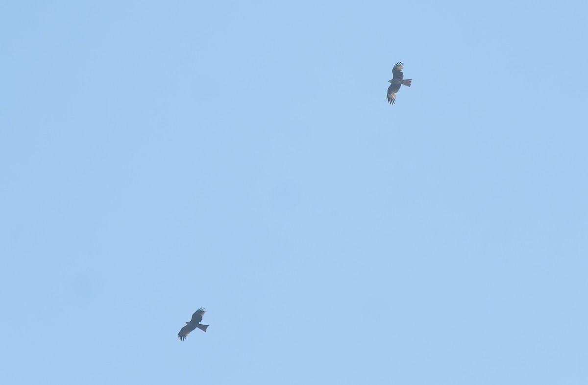Black Kite - Daniel López-Velasco | Ornis Birding Expeditions
