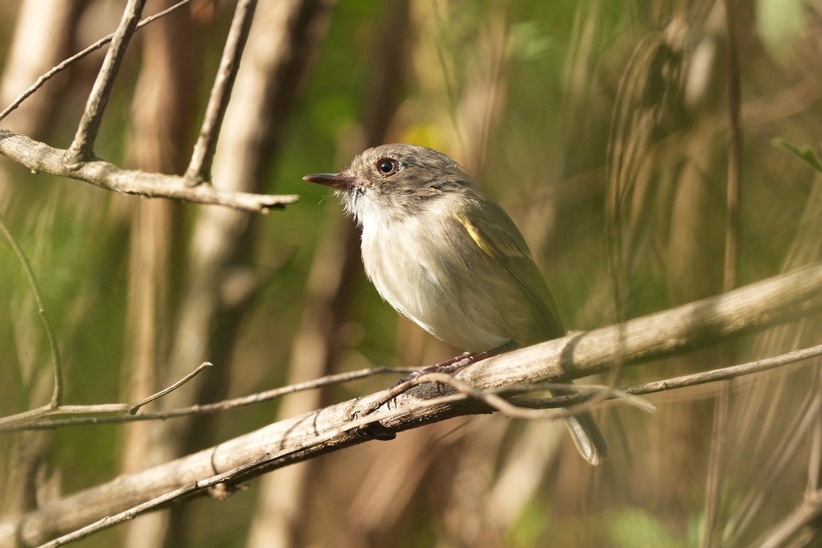 Pearly-vented Tody-Tyrant - Jorge Claudio Schlemmer