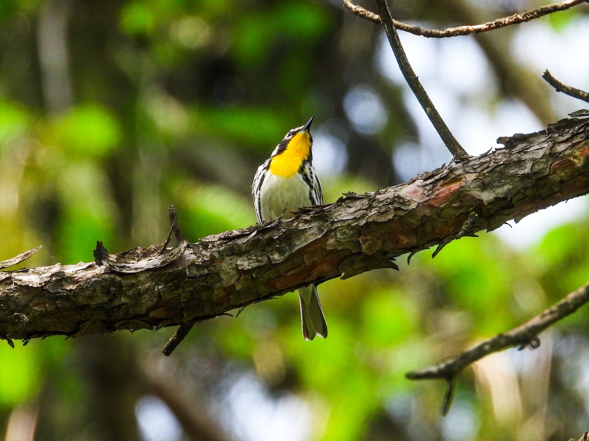 Yellow-throated Warbler - Haley Gottardo