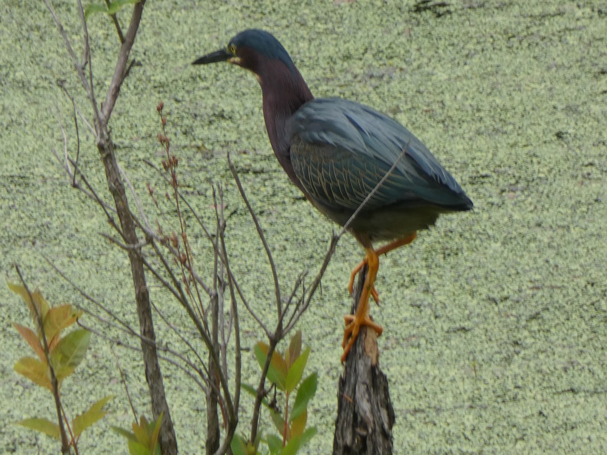 Green Heron - ML619354212