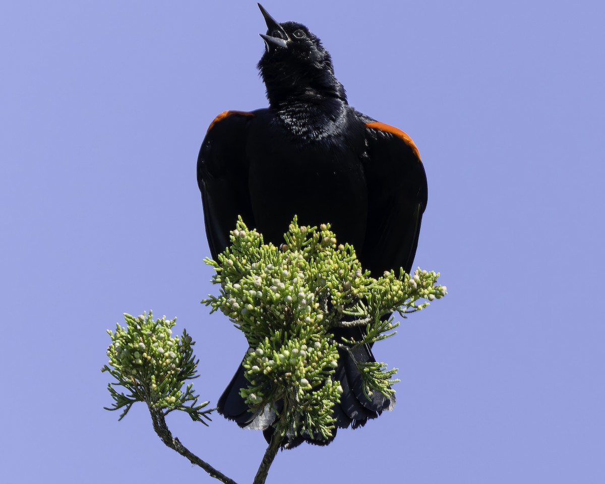 Red-winged Blackbird - Grant Price