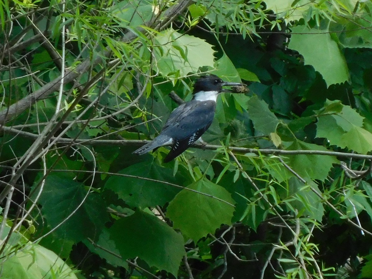 Belted Kingfisher - Billy Falls