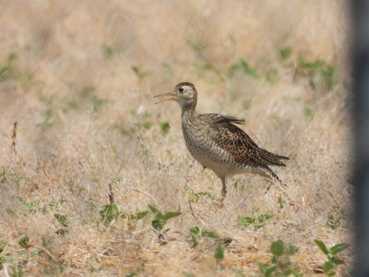 Upland Sandpiper - Emily Williams