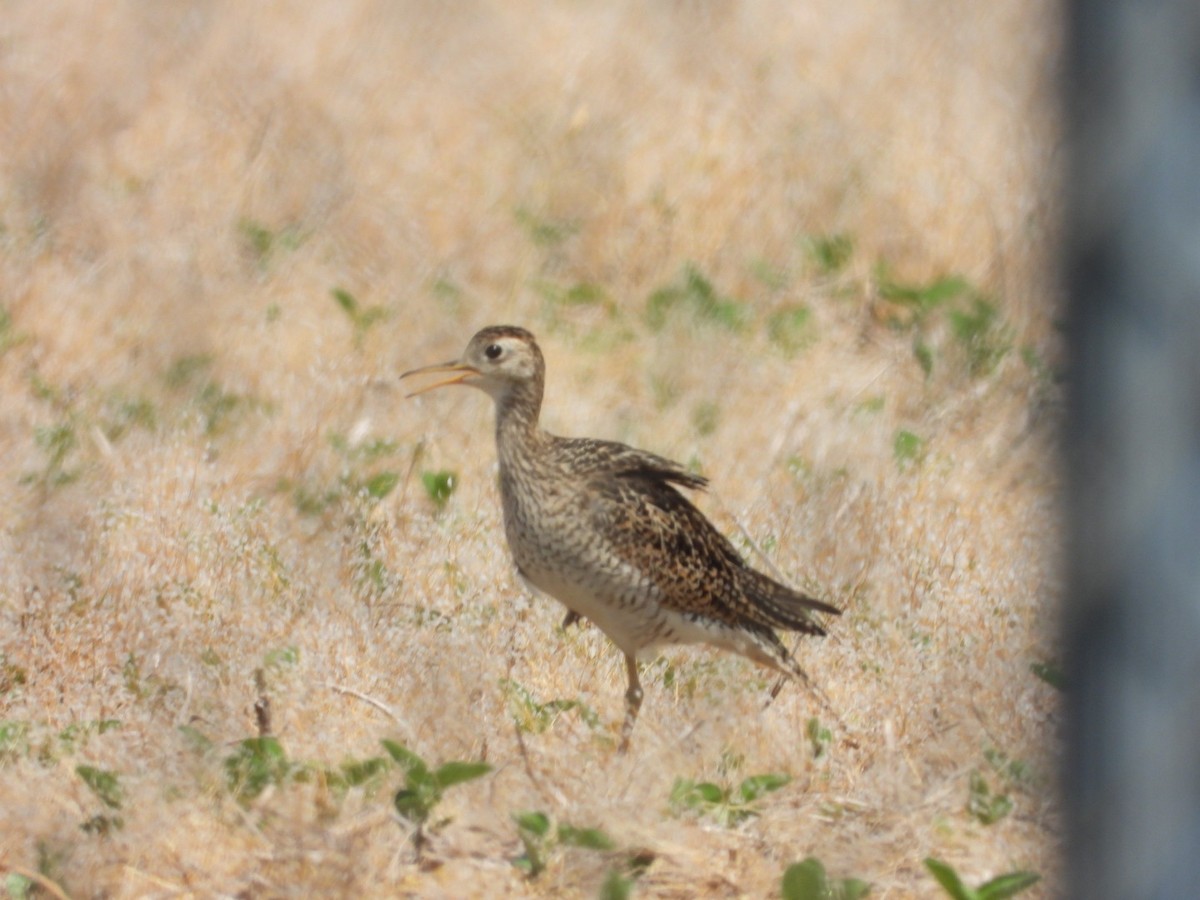 Upland Sandpiper - Emily Williams