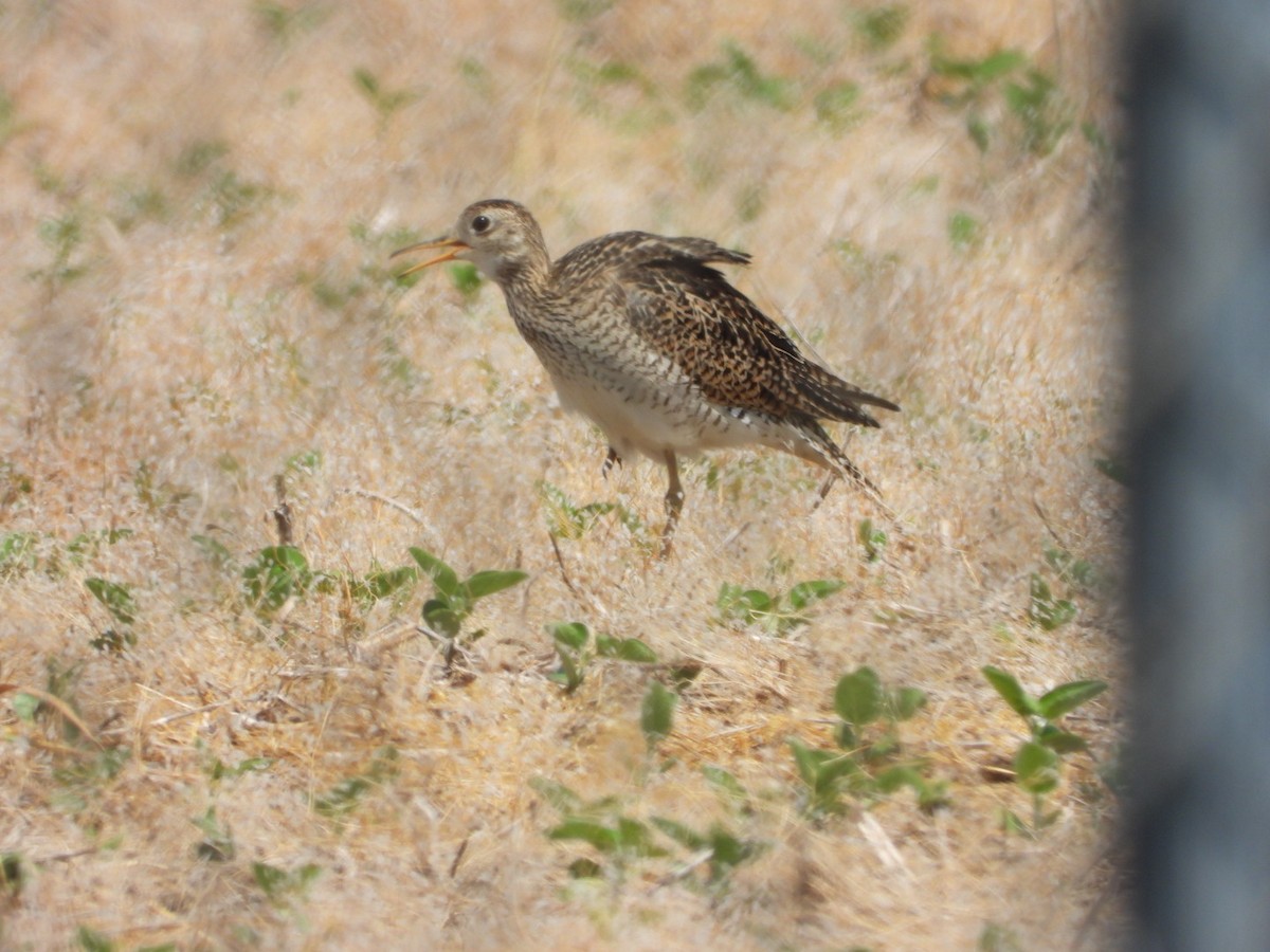 Upland Sandpiper - Emily Williams