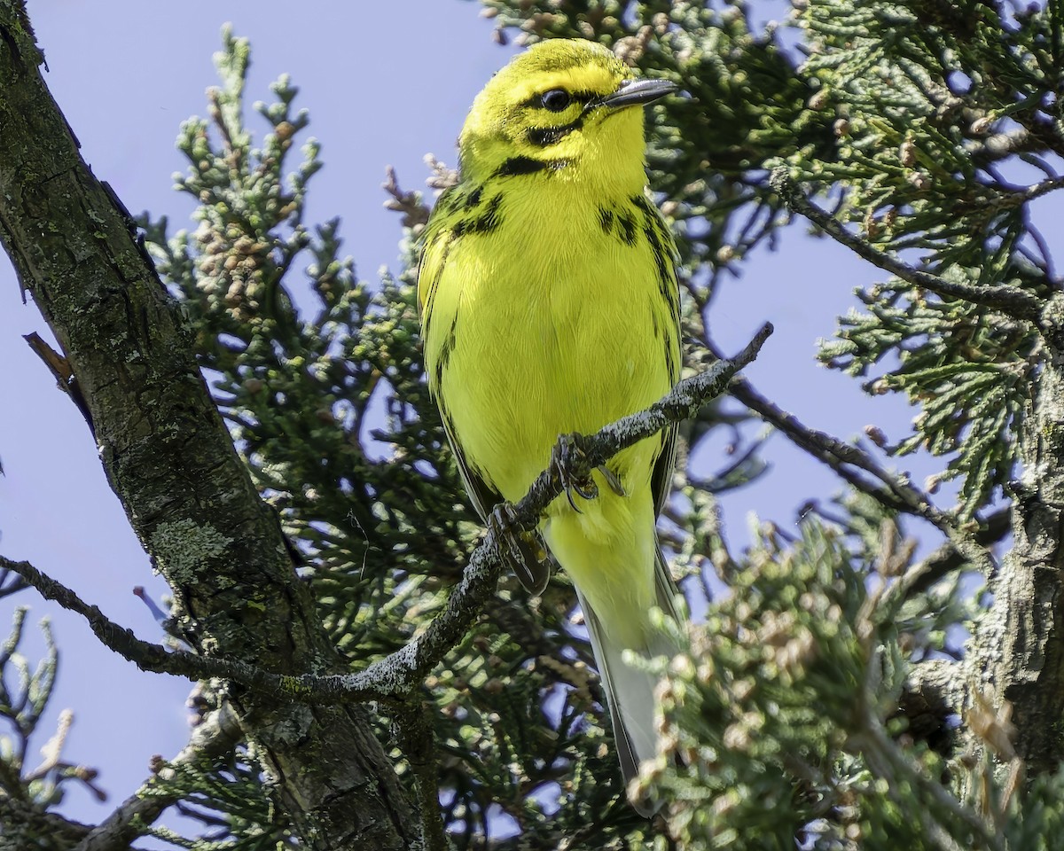 Prairie Warbler - Grant Price