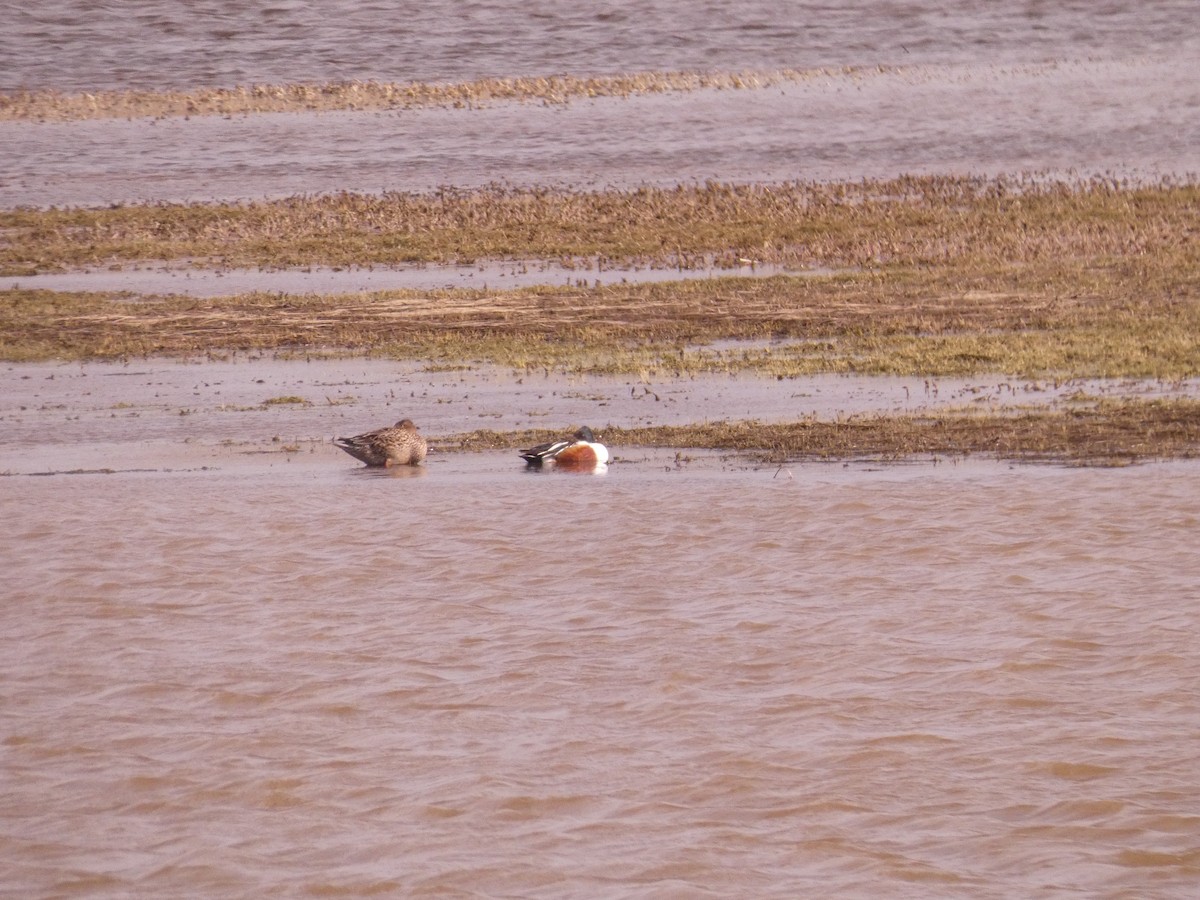 Northern Shoveler - Wesley McGee