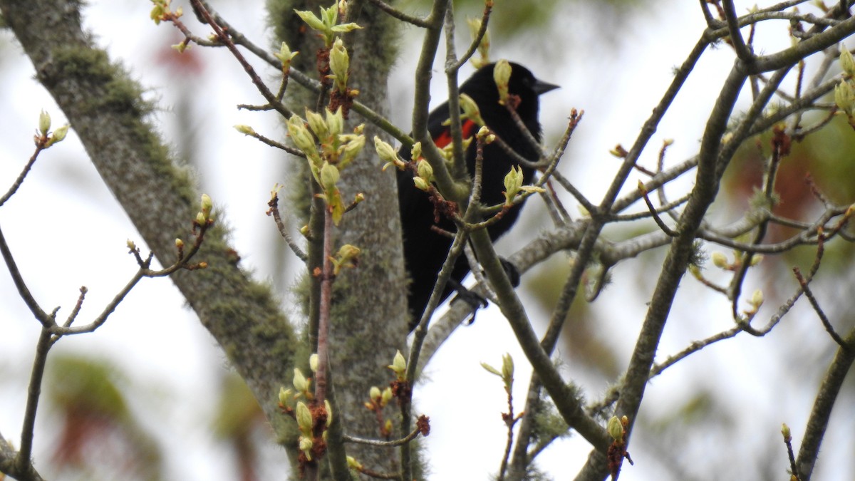 Red-winged Blackbird - Anca Vlasopolos