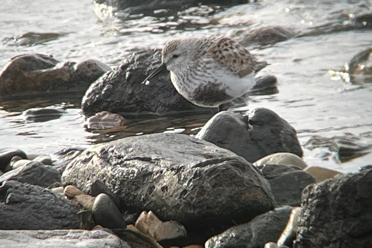 Dunlin (arctica) - Daniel López-Velasco | Ornis Birding Expeditions