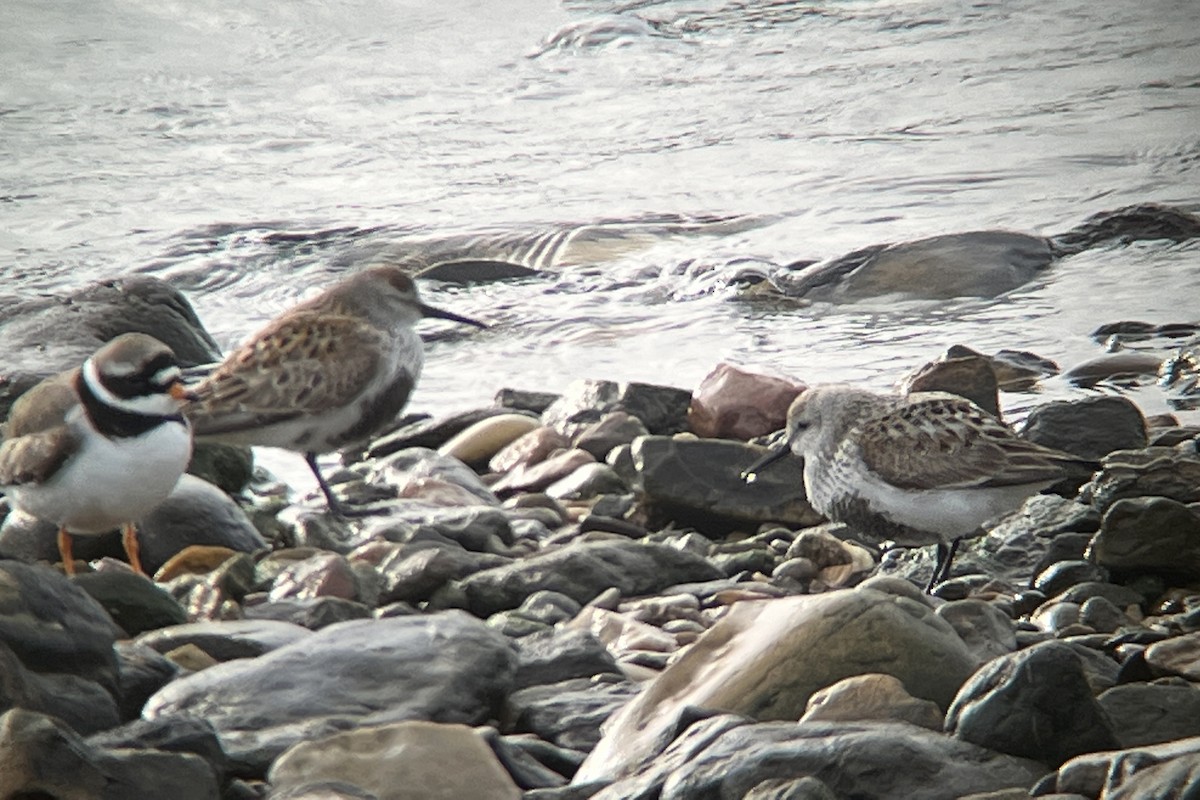 Dunlin (arctica) - Daniel López-Velasco | Ornis Birding Expeditions