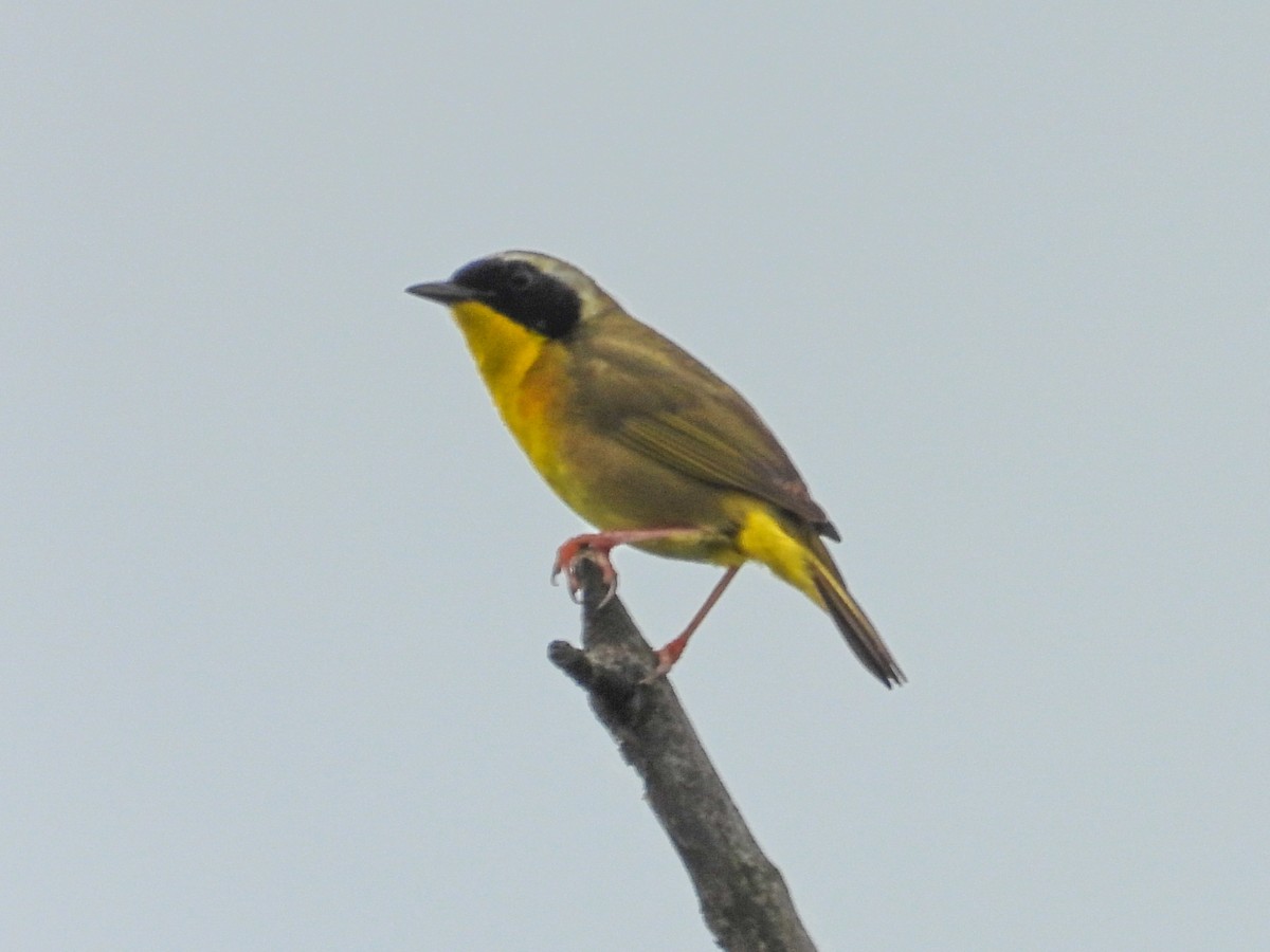 Common Yellowthroat - Haley Gottardo