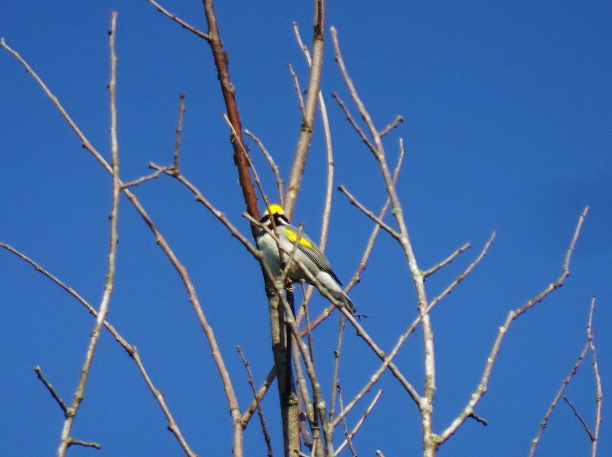 Golden-winged Warbler - ML619354298