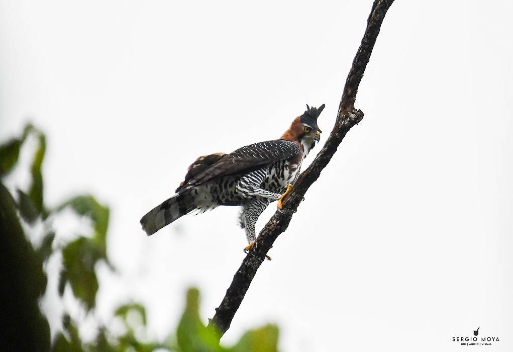 Ornate Hawk-Eagle - ML619354316