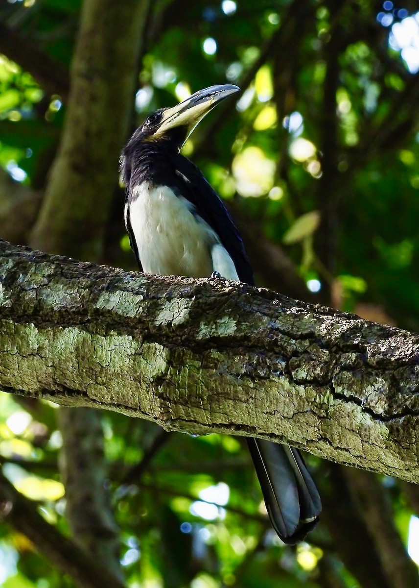West African Pied Hornbill - Tony Conway